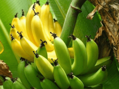 바나나 효능
